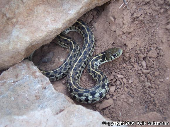 Checkered Gartersnake (Thamnophis marcianus marcianus)