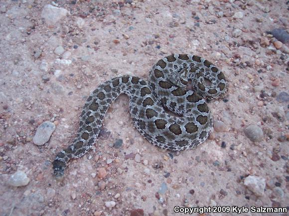 Western Massasauga (Sistrurus catenatus tergeminus)