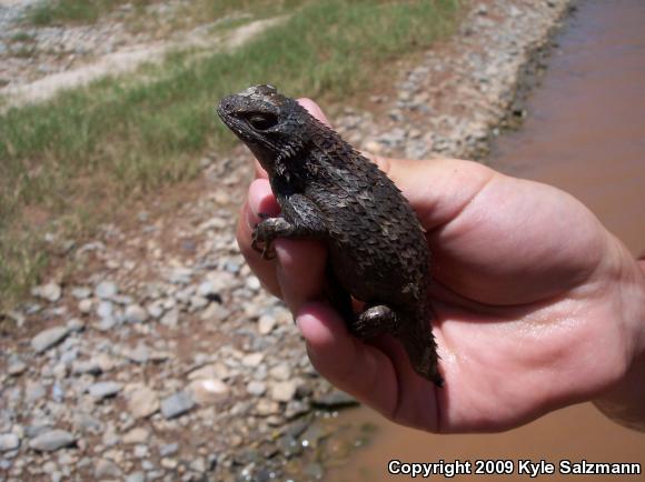 Texas Spiny Lizard (Sceloporus olivaceus)