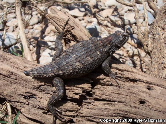 Texas Spiny Lizard (Sceloporus olivaceus)