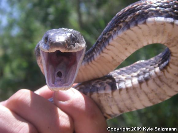 Texas Ratsnake (Pantherophis obsoletus lindheimeri)