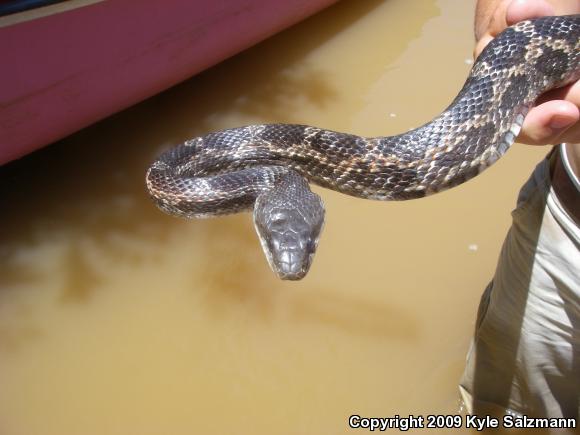 Texas Ratsnake (Pantherophis obsoletus lindheimeri)