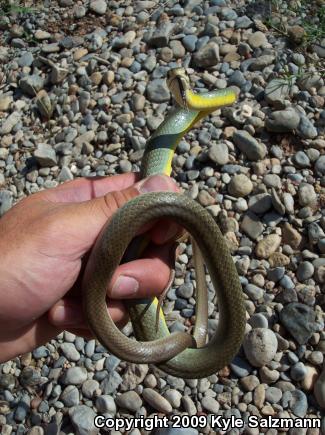 Eastern Yellow-bellied Racer (Coluber constrictor flaviventris)