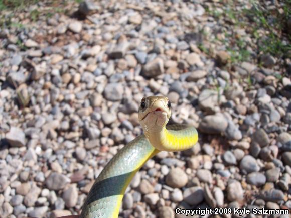 Eastern Yellow-bellied Racer (Coluber constrictor flaviventris)