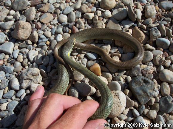 Eastern Yellow-bellied Racer (Coluber constrictor flaviventris)