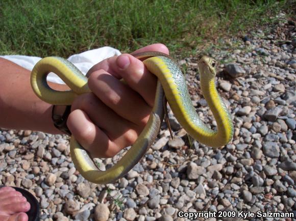 Eastern Yellow-bellied Racer (Coluber constrictor flaviventris)