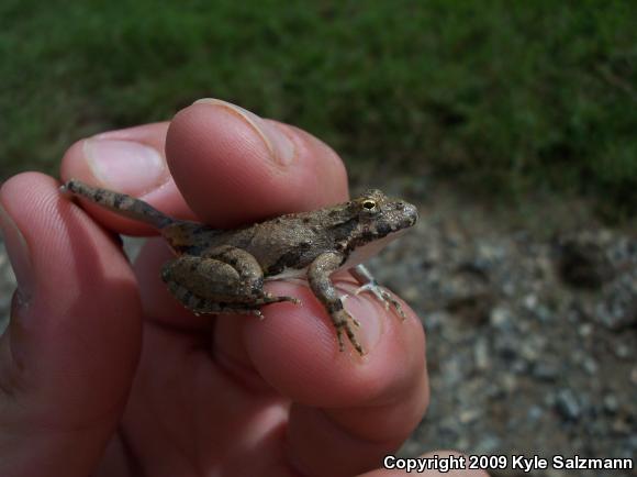 Blanchard's Cricket Frog (Acris crepitans blanchardi)