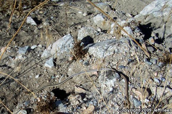 Coast Patch-nosed Snake (Salvadora hexalepis virgultea)