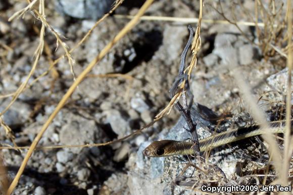 Coast Patch-nosed Snake (Salvadora hexalepis virgultea)