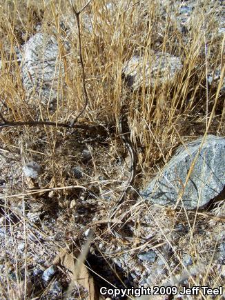 Coast Patch-nosed Snake (Salvadora hexalepis virgultea)