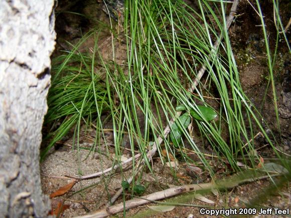 Two-striped Gartersnake (Thamnophis hammondii)