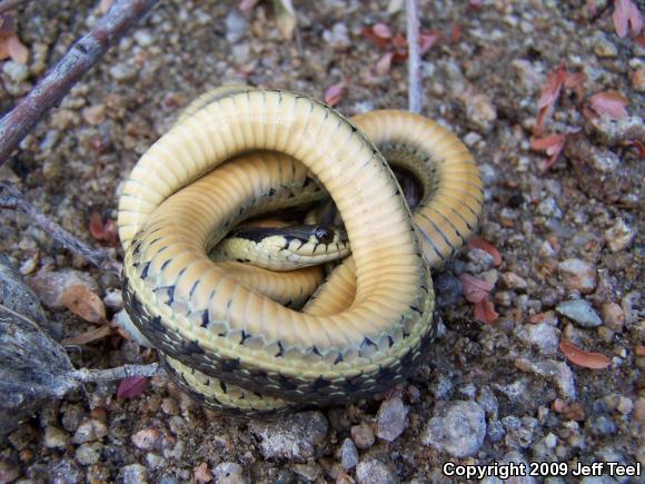 Two-striped Gartersnake (Thamnophis hammondii)