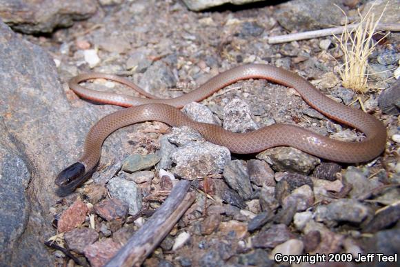 Western Black-headed Snake (Tantilla planiceps)