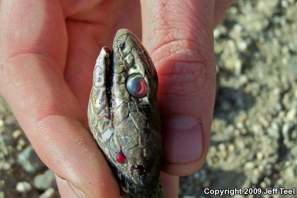 Baja California Coachwhip (Coluber fuliginosus)