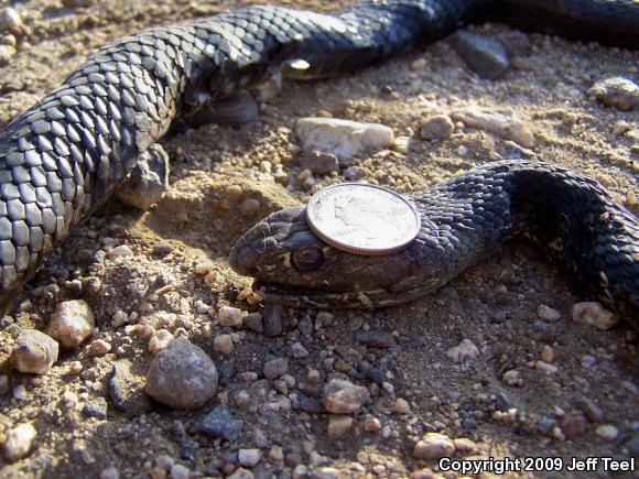 Baja California Coachwhip (Coluber fuliginosus)