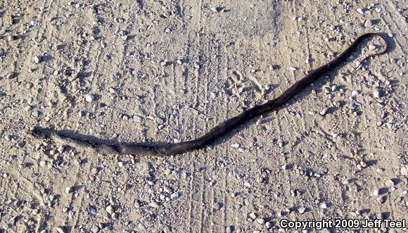 Baja California Coachwhip (Coluber fuliginosus)