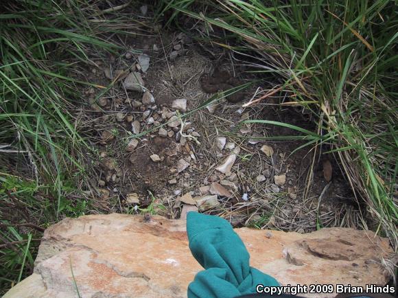 Northern Pacific Rattlesnake (Crotalus oreganus oreganus)