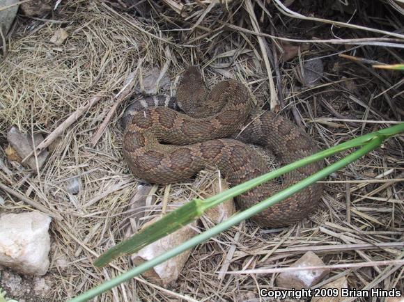 Northern Pacific Rattlesnake (Crotalus oreganus oreganus)