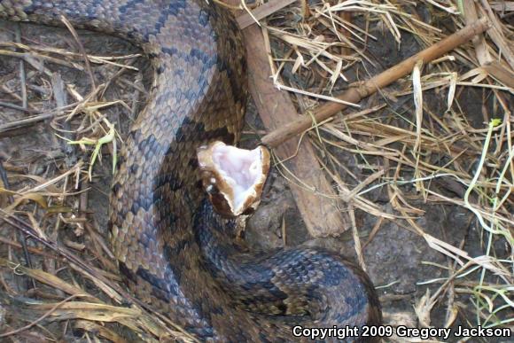 Eastern Cottonmouth (Agkistrodon piscivorus piscivorus)