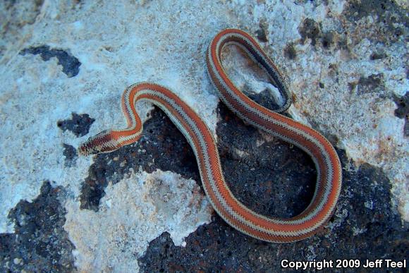 Desert Rosy Boa (Lichanura trivirgata gracia)