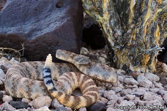 Southwestern Speckled Rattlesnake (Crotalus mitchellii pyrrhus)