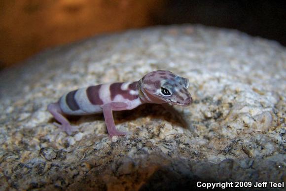 Desert Banded Gecko (Coleonyx variegatus variegatus)