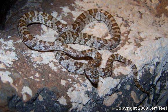 Baja California Lyresnake (Trimorphodon biscutatus lyrophanes)