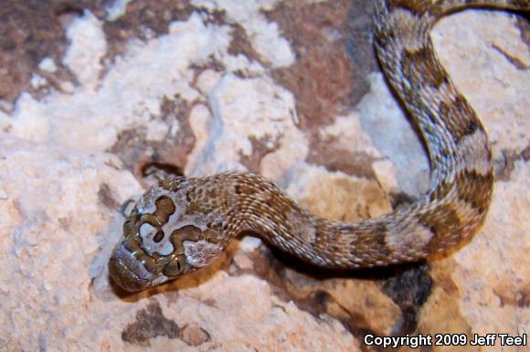 Baja California Lyresnake (Trimorphodon biscutatus lyrophanes)