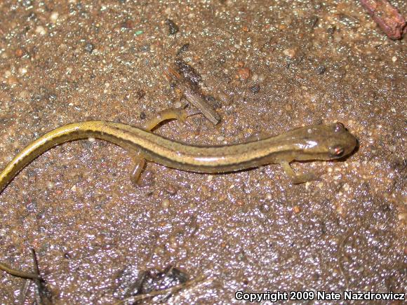 Northern Two-lined Salamander (Eurycea bislineata)