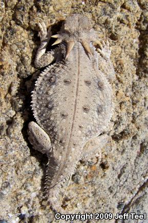 Flat-tailed Horned Lizard (Phrynosoma mcallii)