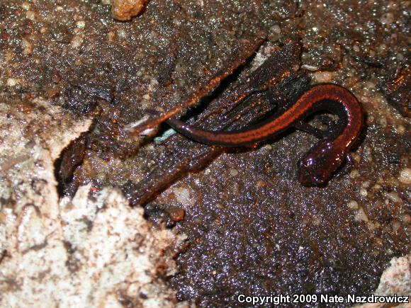 Eastern Red-backed Salamander (Plethodon cinereus)