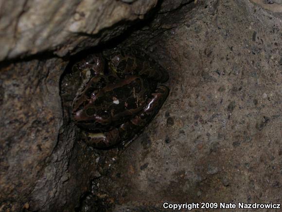 Pickerel Frog (Lithobates palustris)