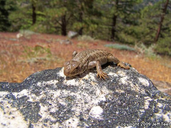 Southern Sagebrush Lizard (Sceloporus graciosus vandenburgianus)