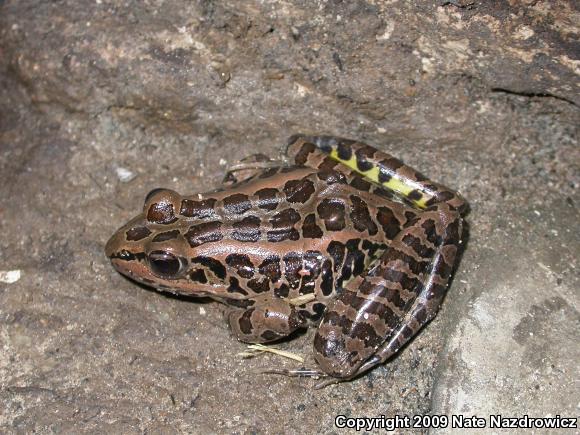 Pickerel Frog (Lithobates palustris)