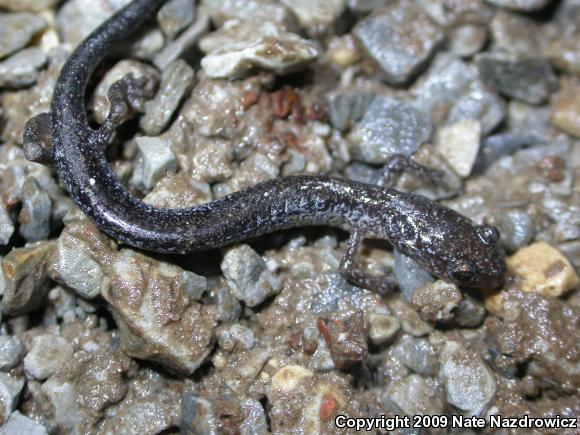 Eastern Red-backed Salamander (Plethodon cinereus)