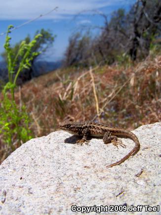 Southern Sagebrush Lizard (Sceloporus graciosus vandenburgianus)