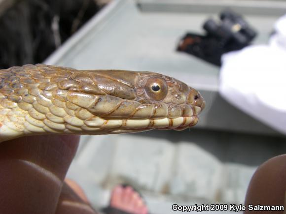 Brazos Watersnake (Nerodia harteri)