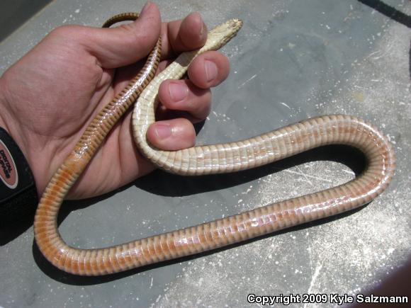 Brazos Watersnake (Nerodia harteri)