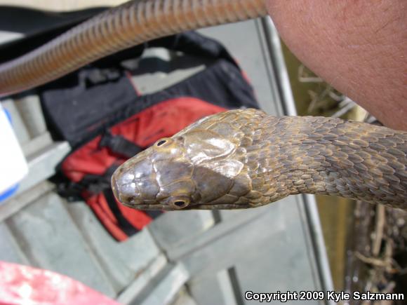 Brazos Watersnake (Nerodia harteri)