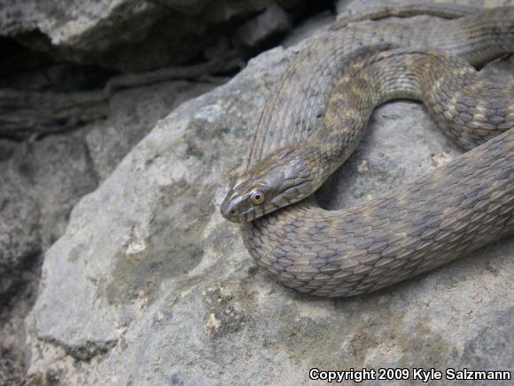 Brazos Watersnake (Nerodia harteri)