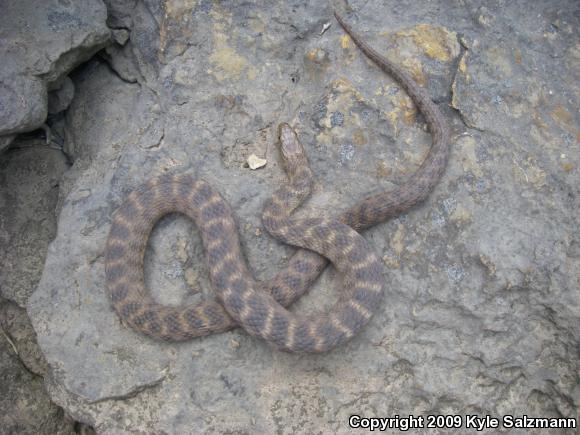 Brazos Watersnake (Nerodia harteri)