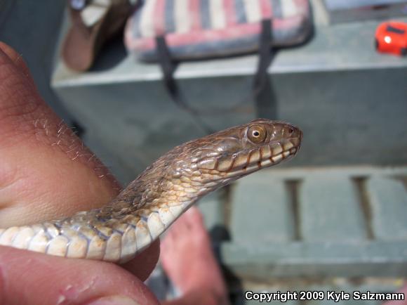 Brazos Watersnake (Nerodia harteri)