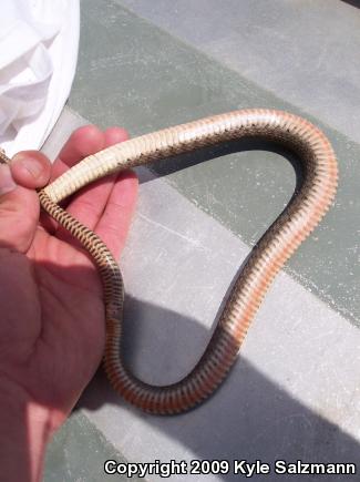 Brazos Watersnake (Nerodia harteri)