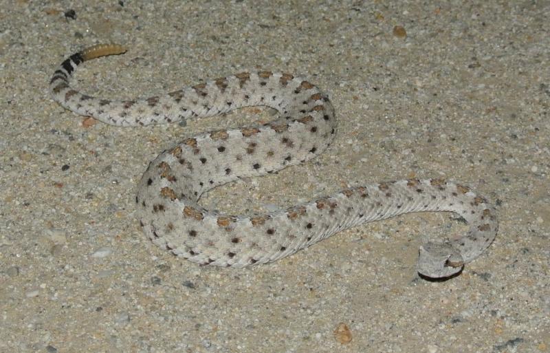 Colorado Desert Sidewinder (Crotalus cerastes laterorepens)