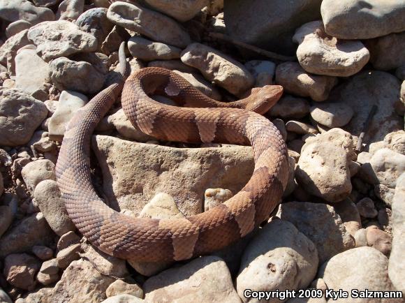 Broad-banded Copperhead (Agkistrodon contortrix laticinctus)