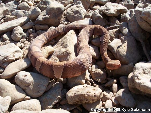 Broad-banded Copperhead (Agkistrodon contortrix laticinctus)