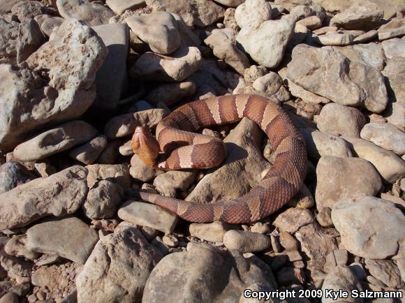 Broad-banded Copperhead (Agkistrodon contortrix laticinctus)