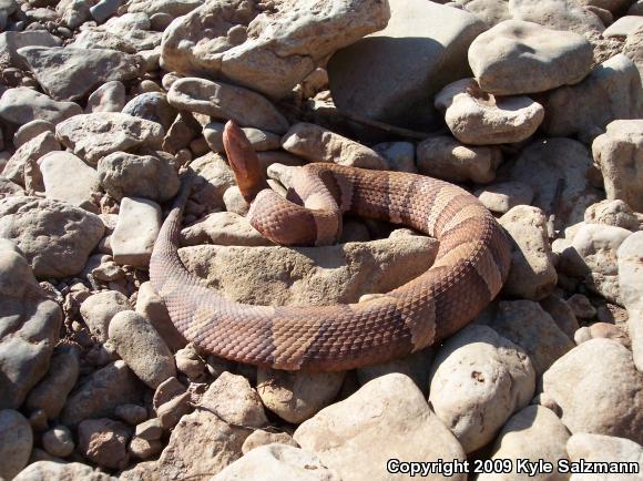 Broad-banded Copperhead (Agkistrodon contortrix laticinctus)