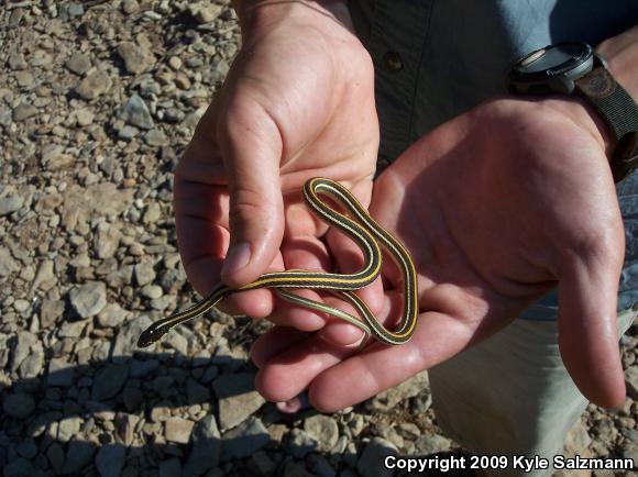 Orange-striped Ribbonsnake (Thamnophis proximus proximus)