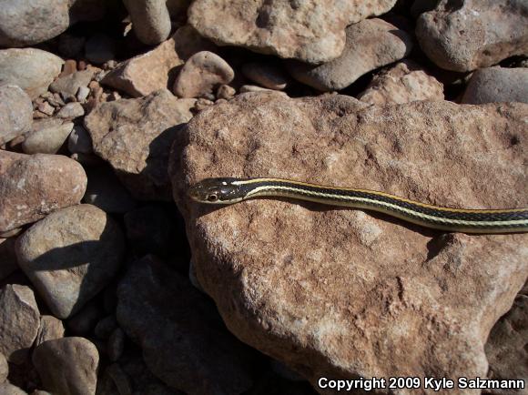 Orange-striped Ribbonsnake (Thamnophis proximus proximus)